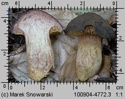 Phylloporus pelletieri (poroblaszek żółtoczerwony)