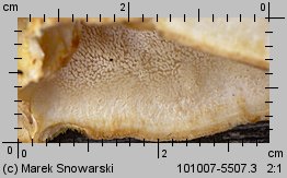 Climacodon septentrionalis (zębniczek północny)