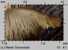 Climacodon septentrionalis (zębniczek północny)