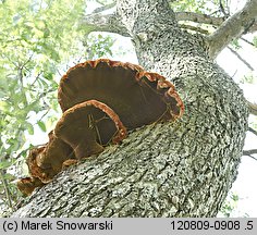 Inonotus hispidus (błyskoporek szczotkowaty)