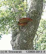 Inonotus hispidus (błyskoporek szczotkowaty)