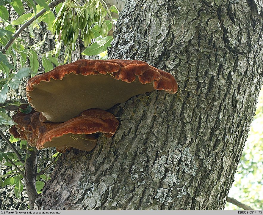 Inonotus hispidus (błyskoporek szczotkowaty)