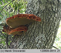 Inonotus hispidus (błyskoporek szczotkowaty)