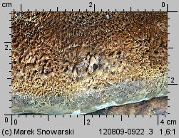 Inonotus hispidus (błyskoporek szczotkowaty)