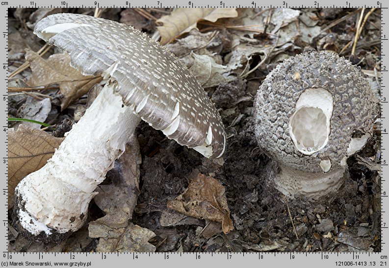 Amanita excelsa (muchomor twardawy)