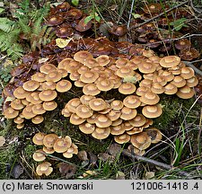 Kuehneromyces mutabilis (łuszczak zmienny)