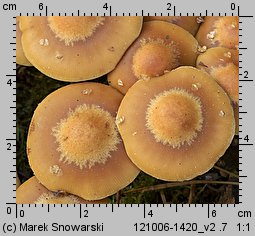 Kuehneromyces mutabilis (łuszczak zmienny)