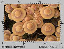 Kuehneromyces mutabilis (łuszczak zmienny)