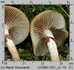 Kuehneromyces mutabilis (łuszczak zmienny)