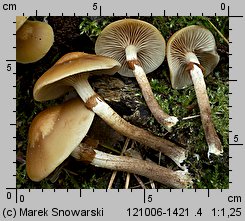 Kuehneromyces mutabilis (łuszczak zmienny)