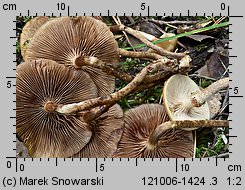 Kuehneromyces mutabilis (łuszczak zmienny)