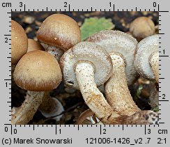 Kuehneromyces mutabilis (łuszczak zmienny)