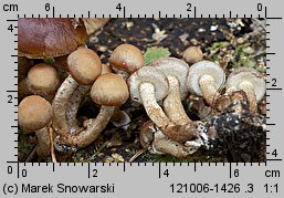 Kuehneromyces mutabilis (łuszczak zmienny)