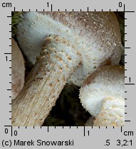 Kuehneromyces mutabilis (łuszczak zmienny)