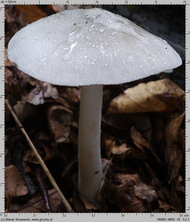 Volvariella caesiotincta