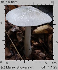 Volvariella caesiotincta