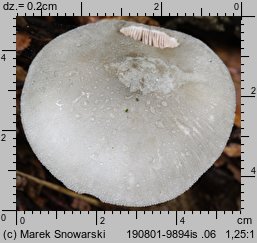 Volvariella caesiotincta