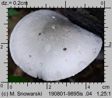 Volvariella caesiotincta