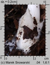 Volvariella caesiotincta