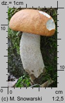 Leccinum albostipitatum (koźlarz białotrzonowy)