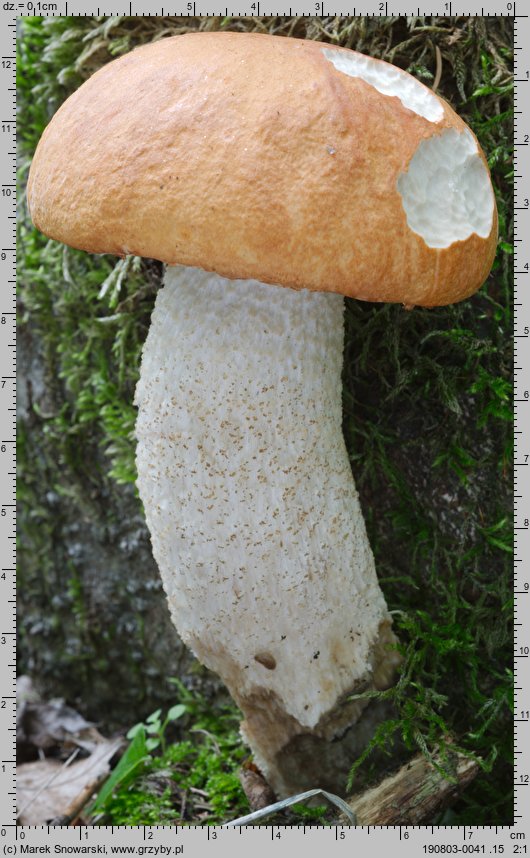 Leccinum albostipitatum (koźlarz białotrzonowy)