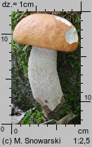 Leccinum albostipitatum (koźlarz białotrzonowy)