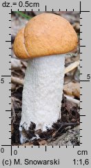 Leccinum albostipitatum (koźlarz białotrzonowy)