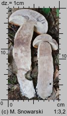 Leccinum albostipitatum (koźlarz białotrzonowy)