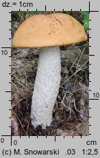 Leccinum albostipitatum (koźlarz białotrzonowy)