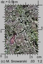 Cladonia pyxidata (chrobotek kubkowaty)