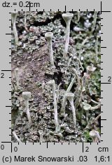 Cladonia pyxidata (chrobotek kubkowaty)