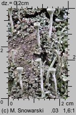 Cladonia pyxidata (chrobotek kubkowaty)