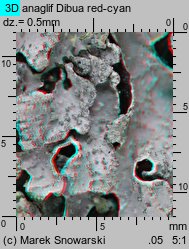 Parmelia sulcata (tarczownica bruzdkowana)