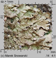 Melanelixia glabratula (przylepnik łysawy)