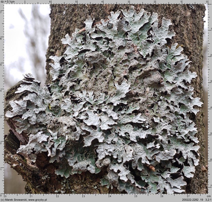 Parmelia sulcata (tarczownica bruzdkowana)