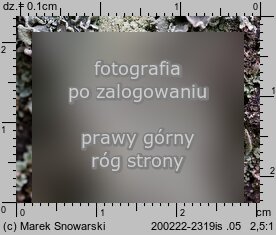 Parmeliopsis ambigua (płaskotka rozlana)