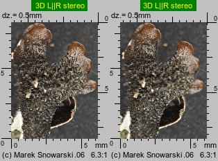 Parmelia sulcata (tarczownica bruzdkowana)