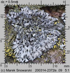 Phaeophyscia orbicularis (orzast kolisty)