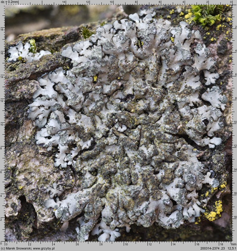 Phaeophyscia orbicularis (orzast kolisty)