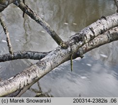 Physcia stellaris ssp. stellaris (obrost gwiazdkowaty)