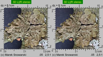 Melanelixia glabratula (przylepnik łysawy)