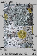 Xanthoria parietina (złotorost ścienny)