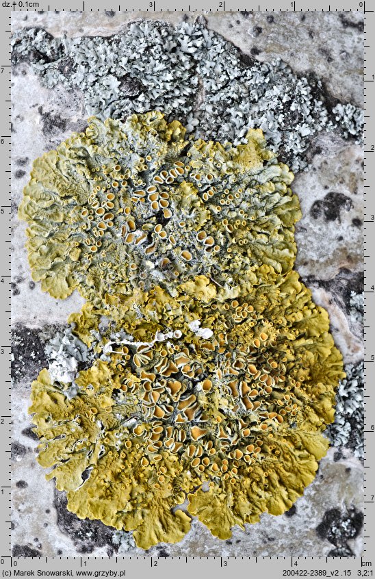 Xanthoria parietina (złotorost ścienny)