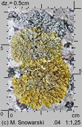 Xanthoria parietina (złotorost ścienny)