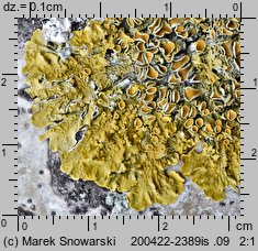 Xanthoria parietina (złotorost ścienny)