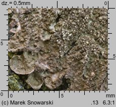 Melanelixia glabratula (przylepnik łysawy)