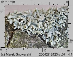 Physcia adscendens (obrost wzniesiony)