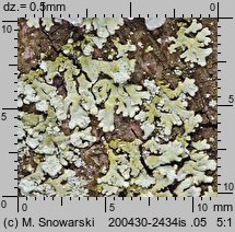 Parmeliopsis ambigua (płaskotka rozlana)