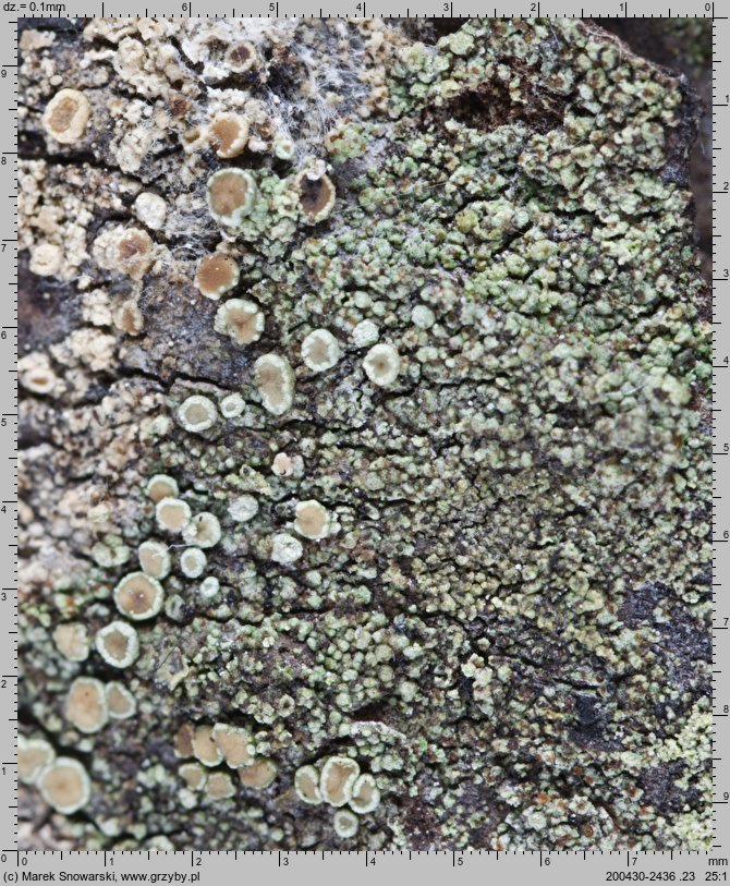 Lecanora conizaeoides (misecznica proszkowata)