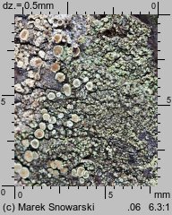 Lecanora conizaeoides (misecznica proszkowata)